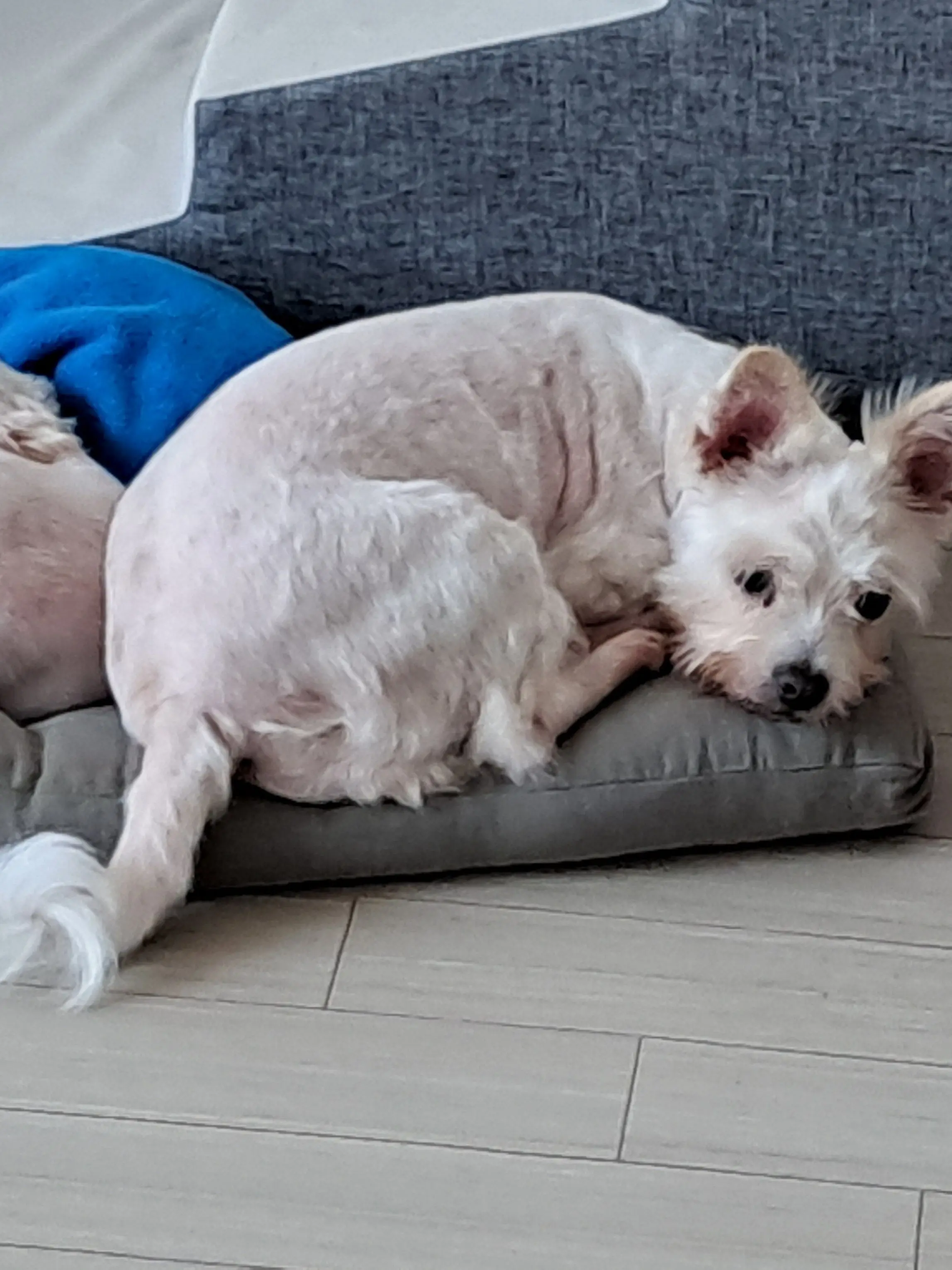 FlushFrame0612의 여우쉑 귀칼