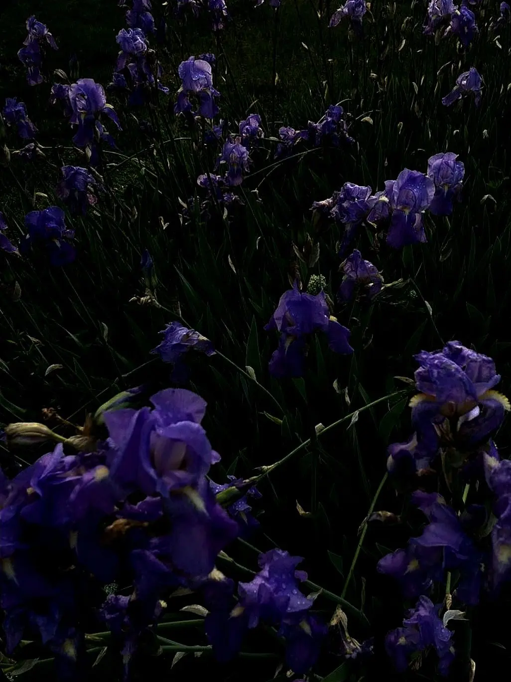 Dotes의 ...꿈 인거지? ⚠️!텔라셰들!⚠️