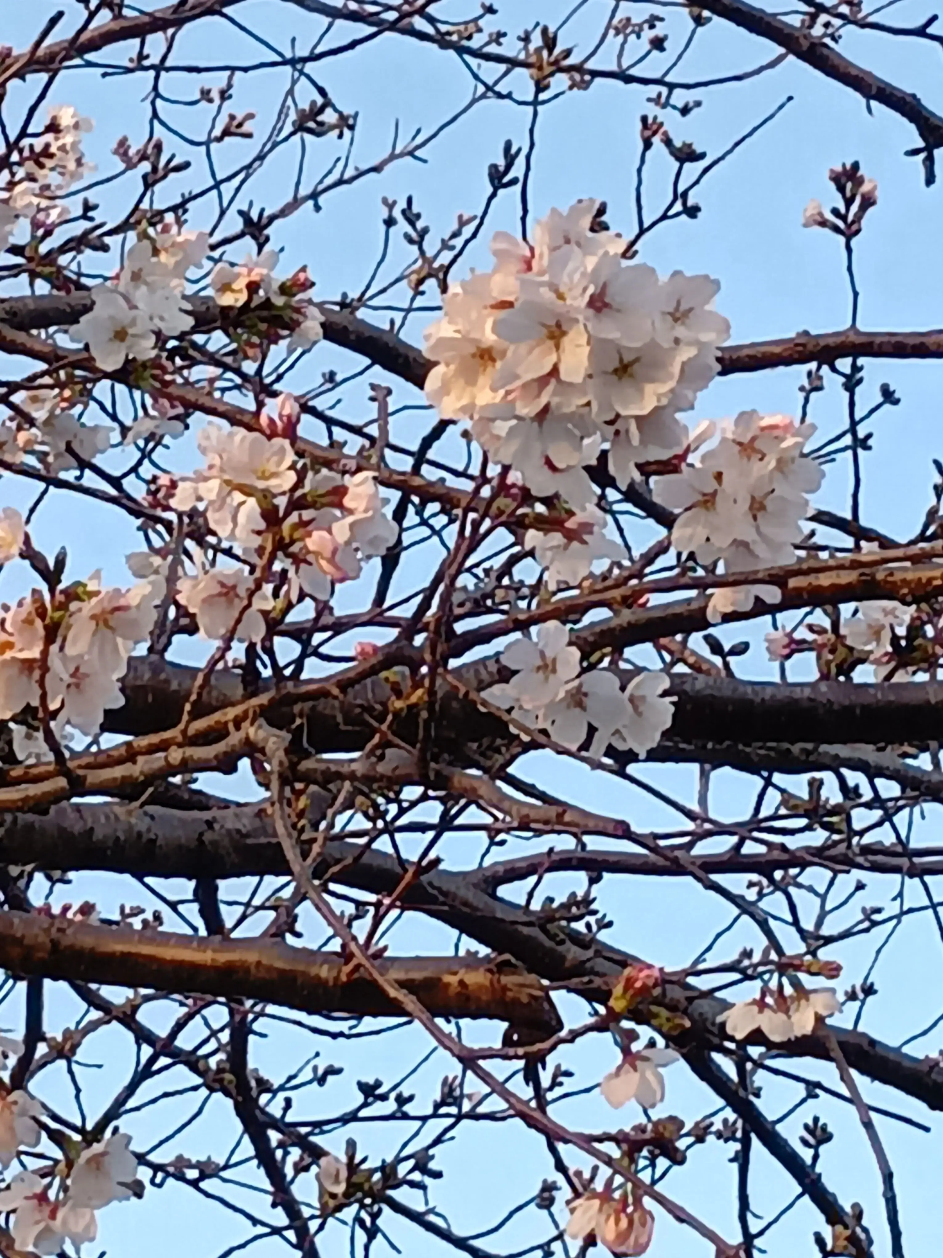 PeachyChef5276의 生きて……また帰って来て
