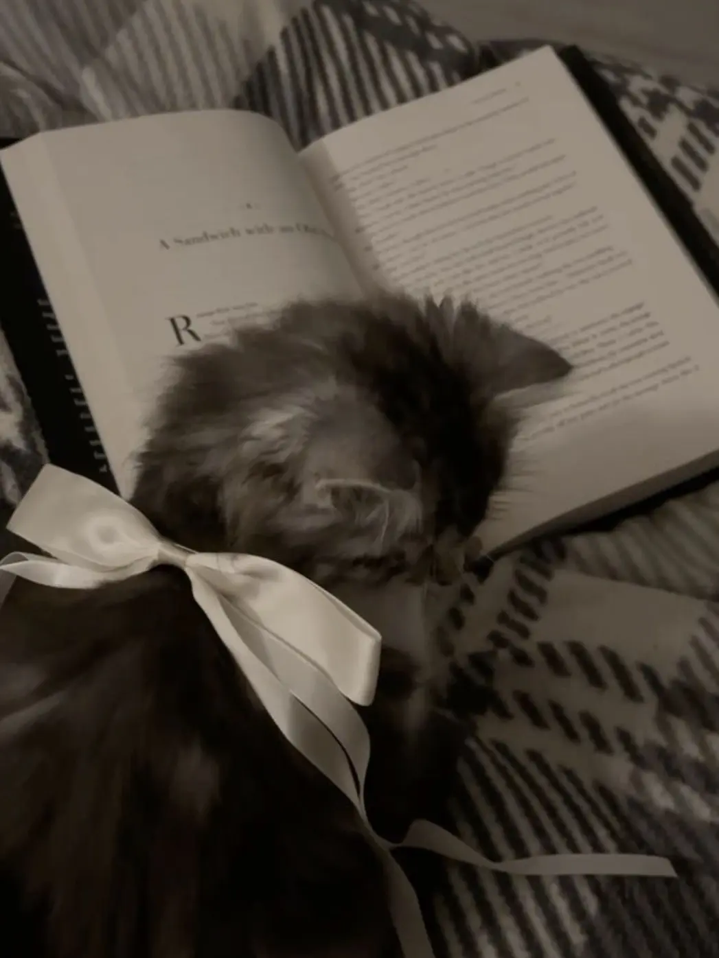 NutmegRiver5834의 네네코 마시로