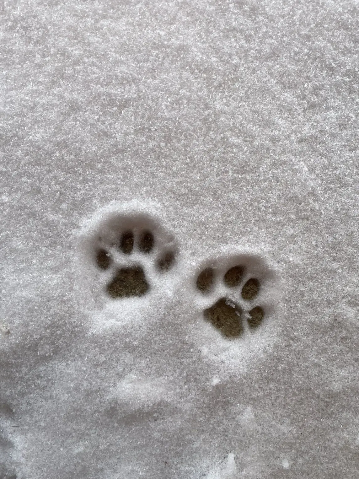 Soysauceeggrice의 연애