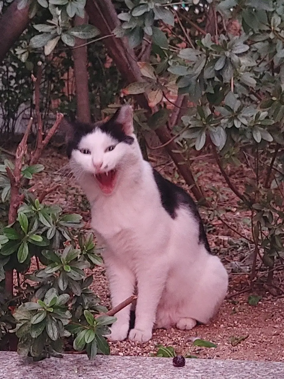 OuOssss의 까칠한냥이