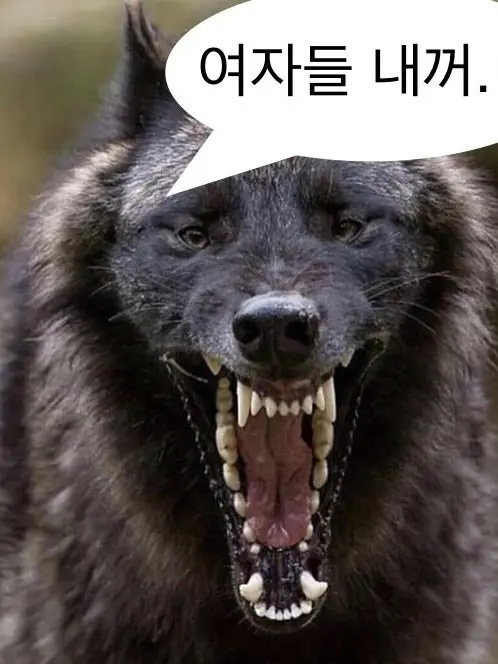 CreamyLedge7445의 우주교실+고등학교(늑대)