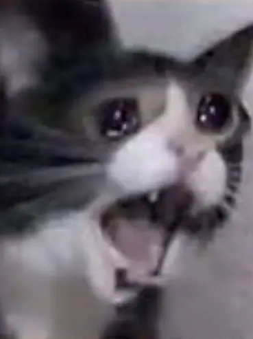 DryFlask8061의 냥줍[계인용]