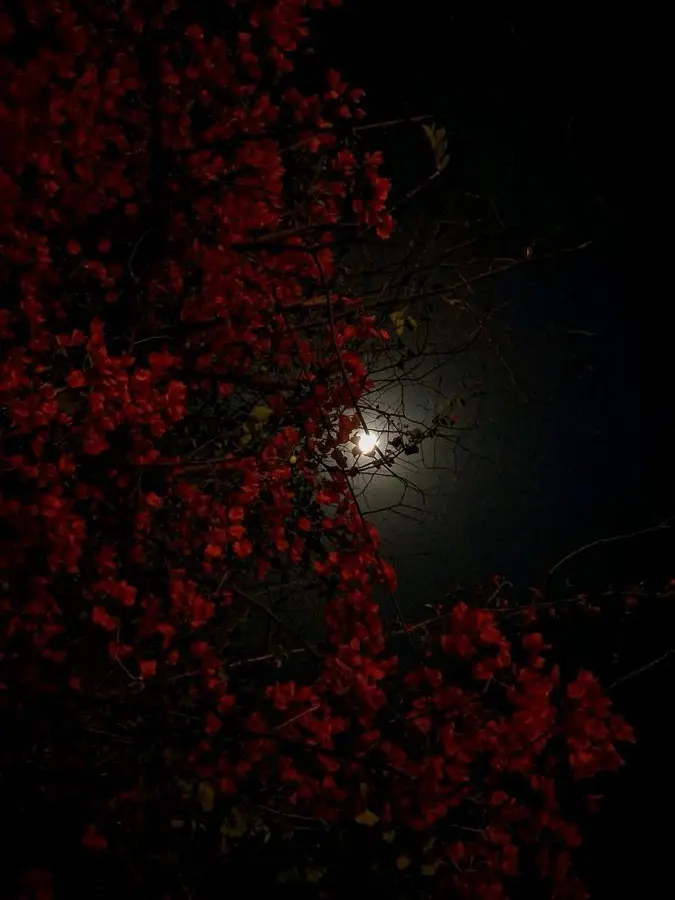 38_5.meow의 俺以外お触り禁止