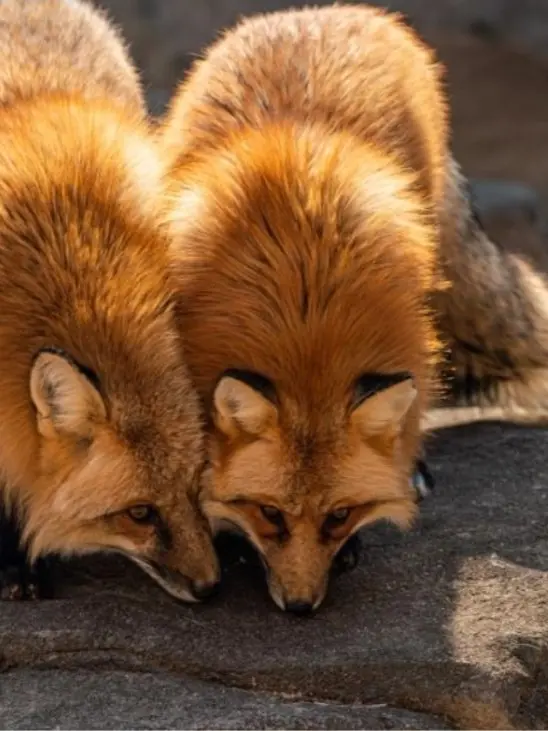 CrispBag1036의 오늘도 구미호 자매는 바쁩니다!