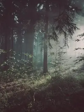 CattyMovie7465의 Eerie Forest