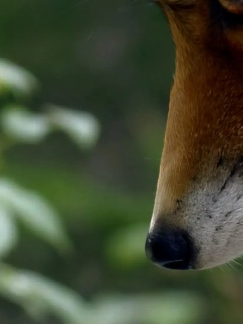 Irene1114의 ⛈️ - 여우