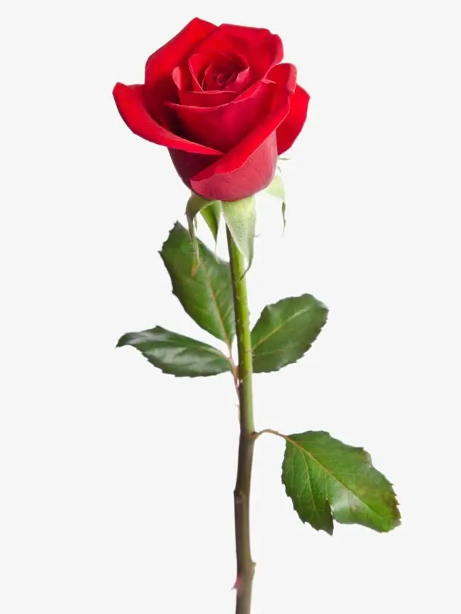 Disha의 좀비댄세