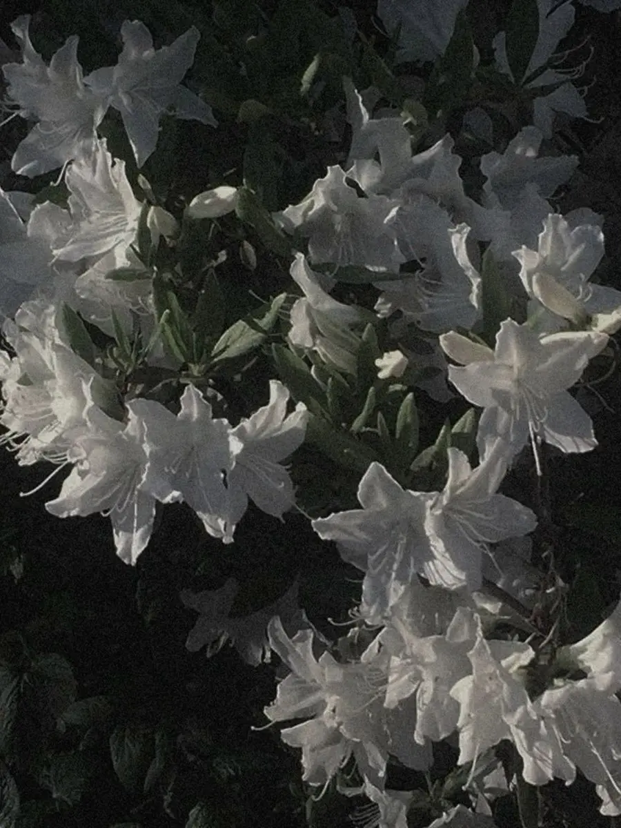 fu_.a02의 ドミニオン .ᐟ