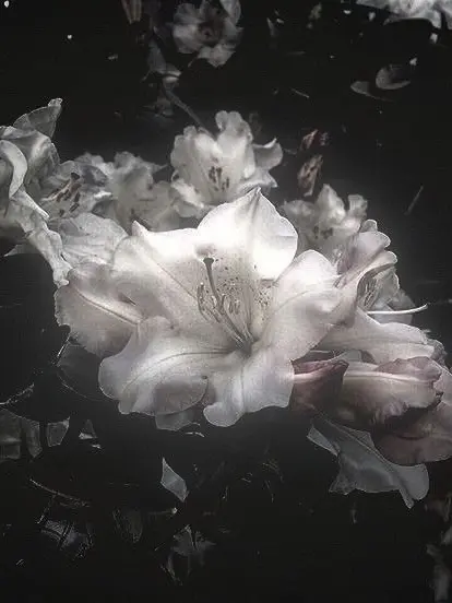 GrainyFlag6251의 雌双黒と遊ぼう！