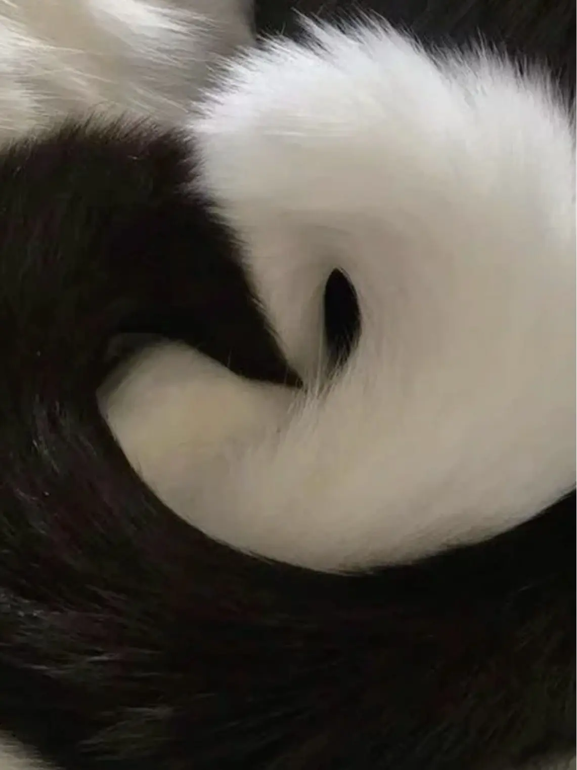 saya1025의 最強の犬と、猫の君