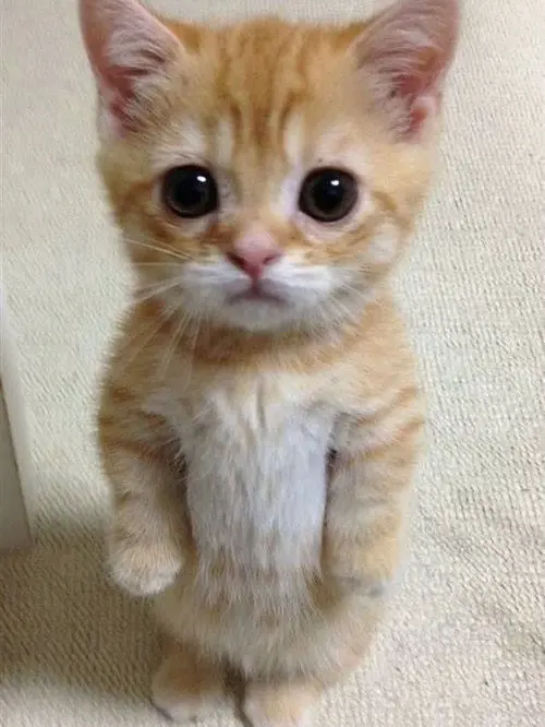 KindFire9195의 팀 나빠 중학교