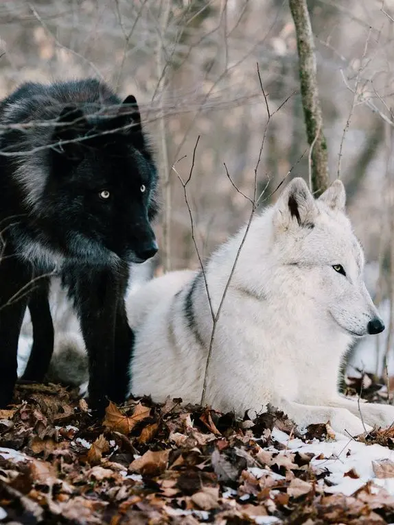 Evangeline14의 The Pack
