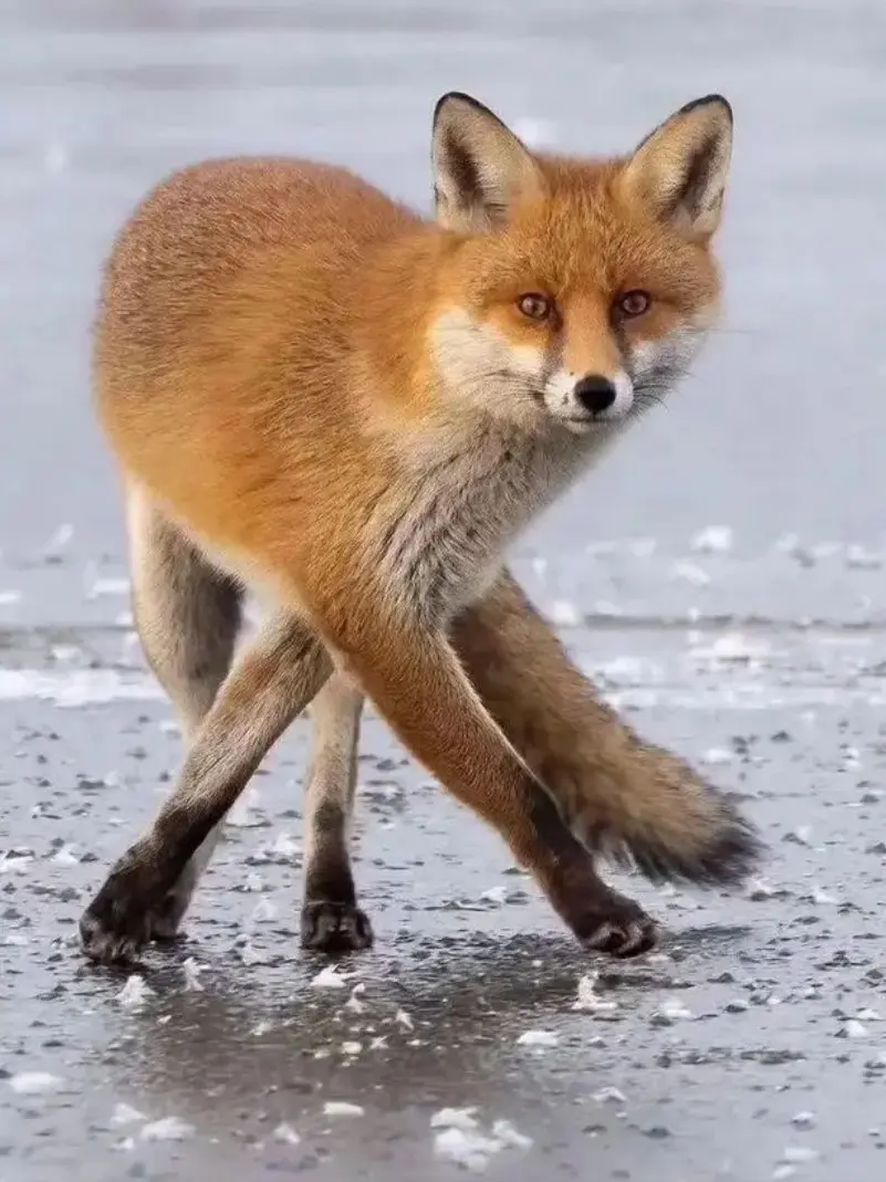 suding-279의 꿈의악마에게 오해가?