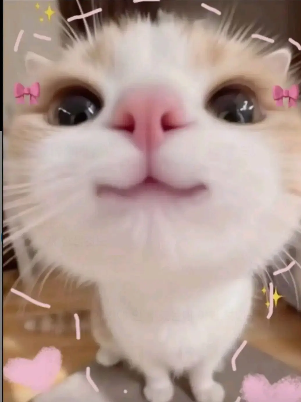 momij의 여우가있는 커플무리🩷