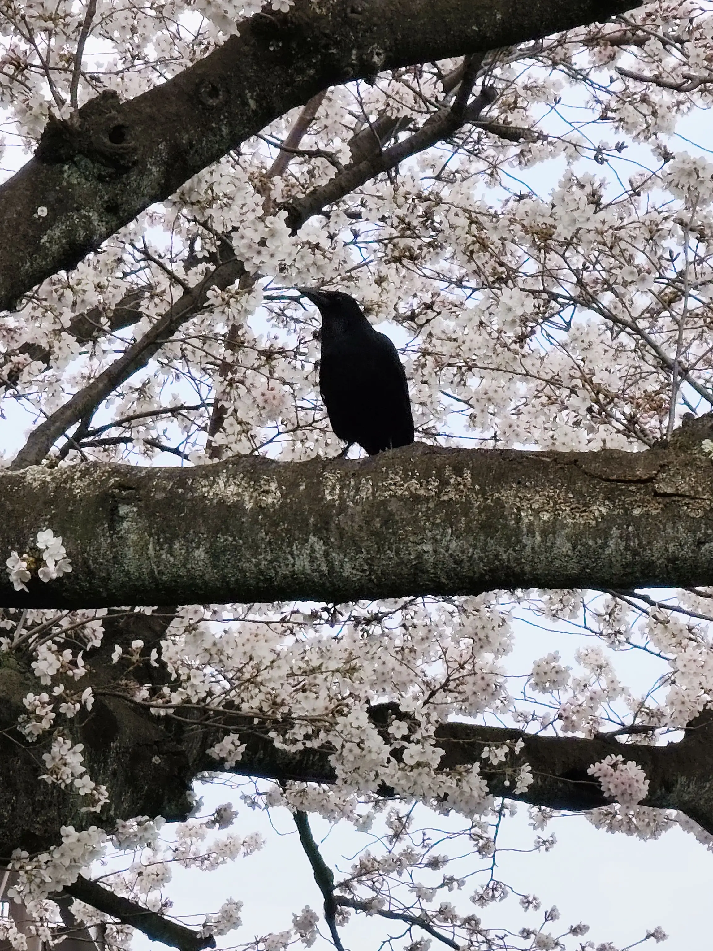 ininri12171717177의 僕・私の味方はどこに行きました？
