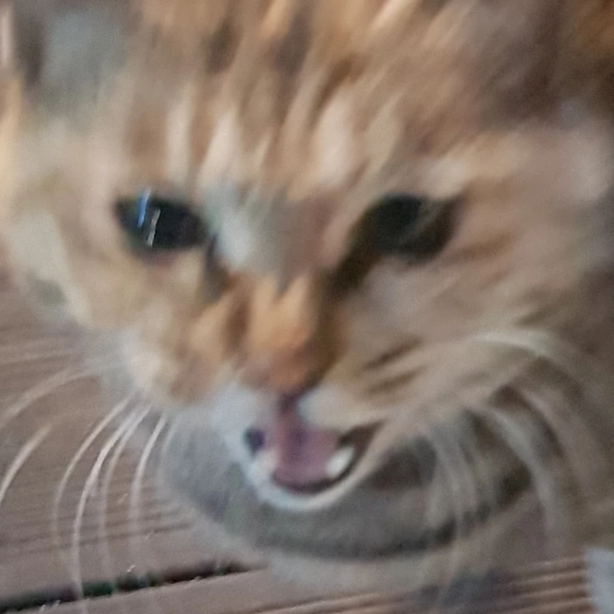길고양이 천국