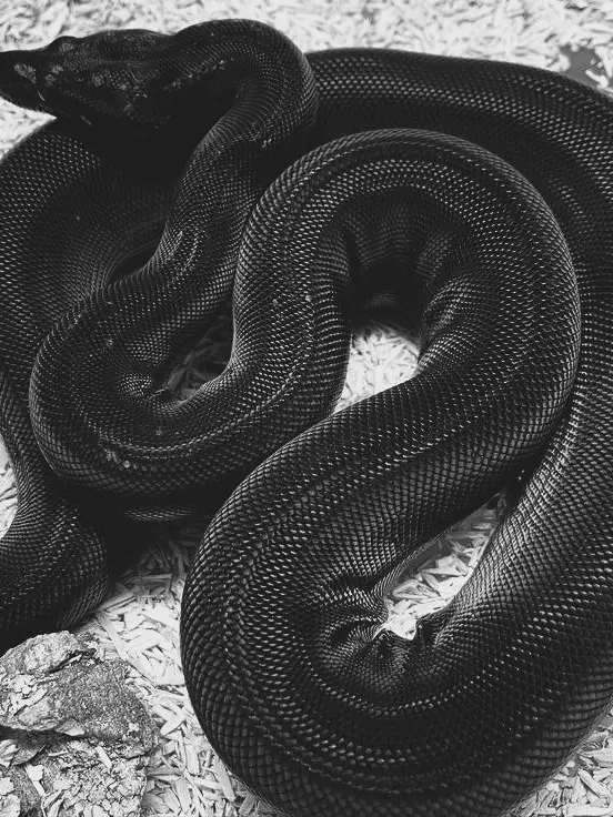 Carpe_Diem3의 애완동물.