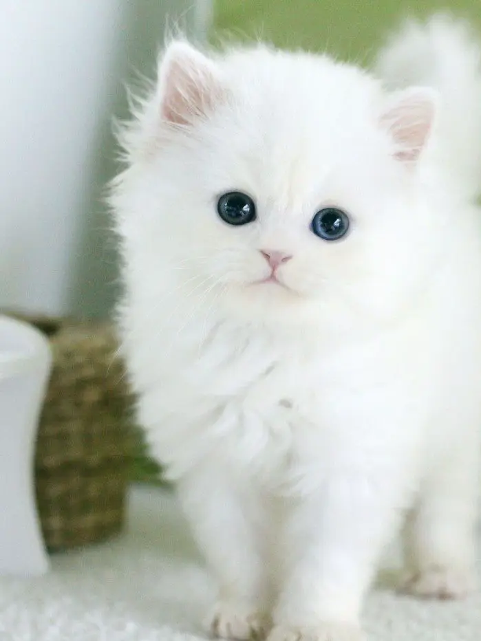 MauveRisk5545의 하얀 고양이와 집사가된 user