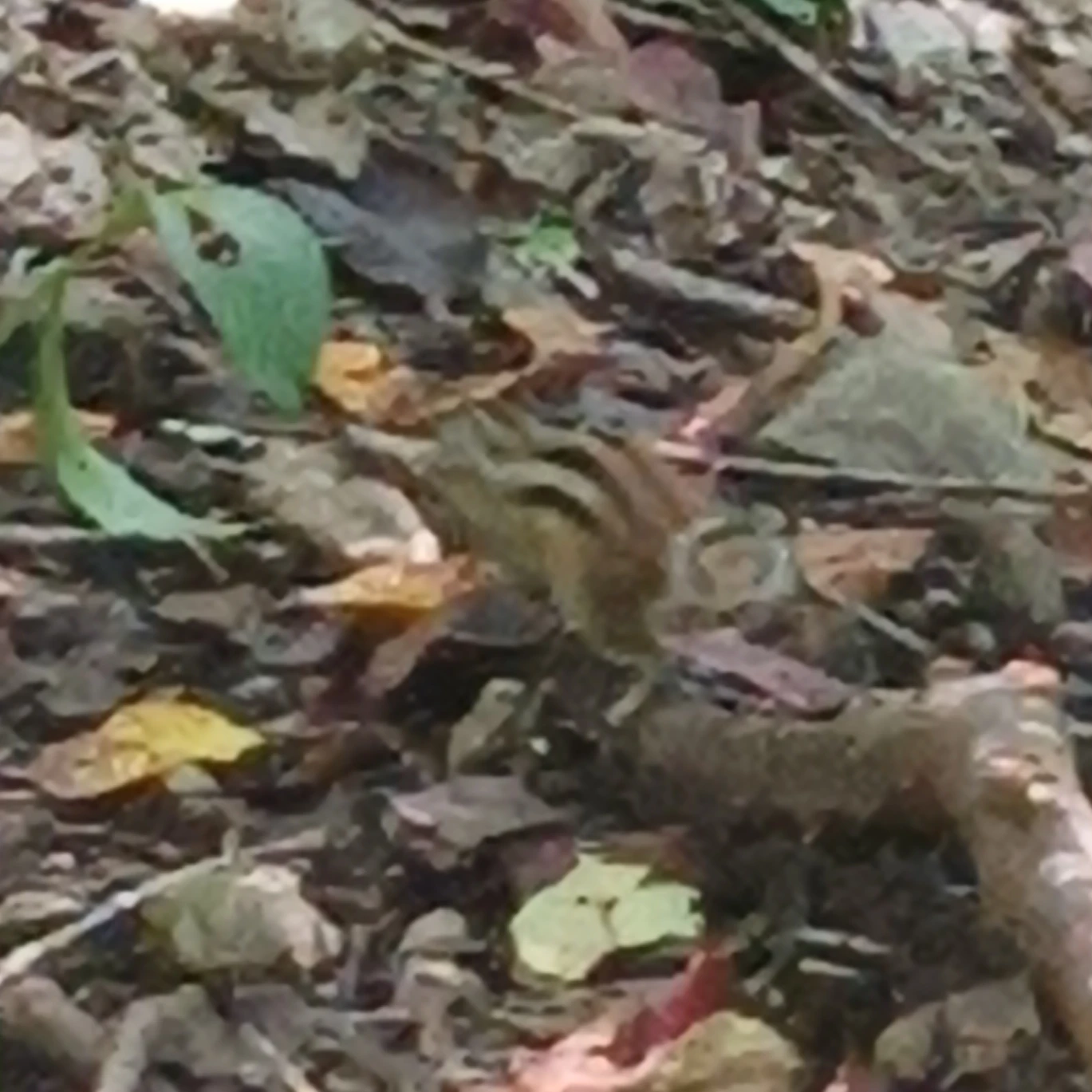 김태조