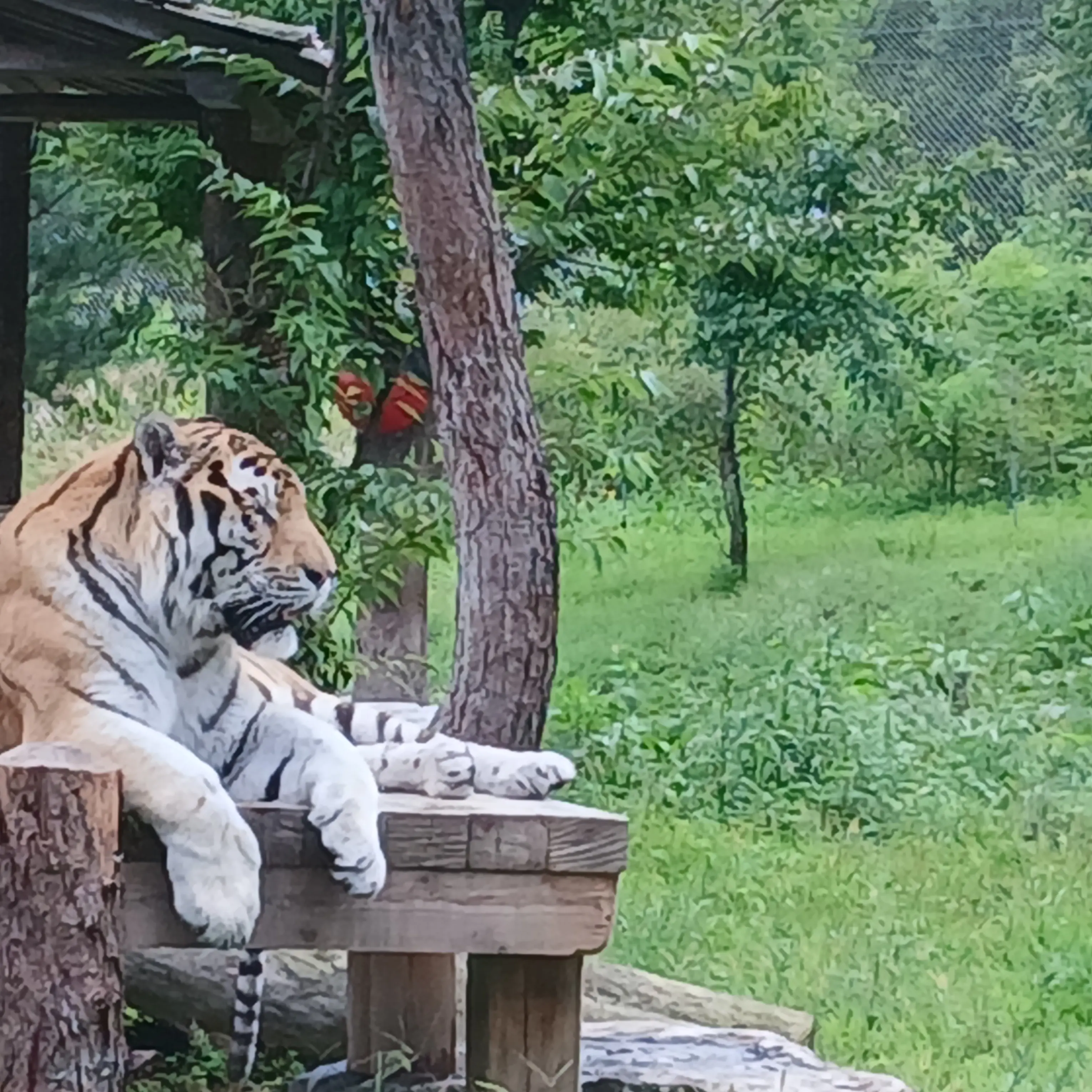 CherryRake0390의 유이와 수인 되는약 먹고 갑자기수인됨