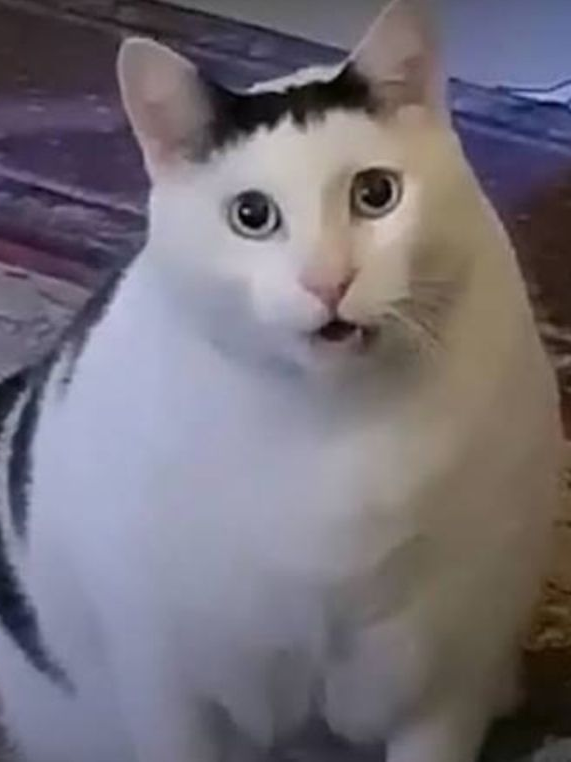 광견병ts! 대표 이미지