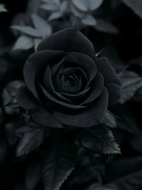 RipestBook7096의 벽