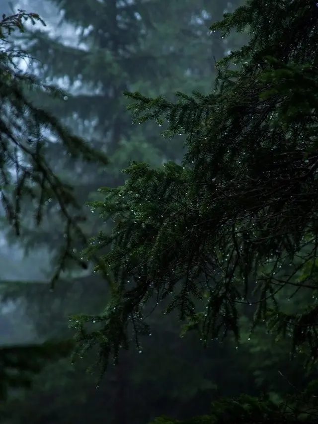 BoringSkua3039의 招かれざる客