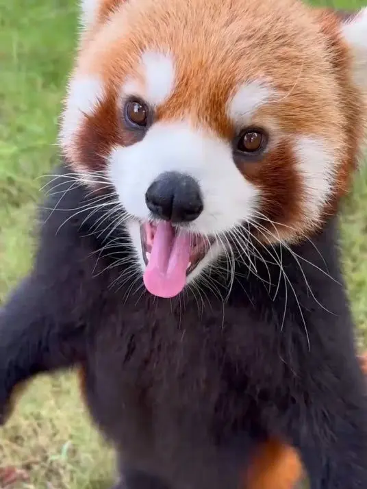 ice_redpanda.love의 아이스 세계관 고등학교