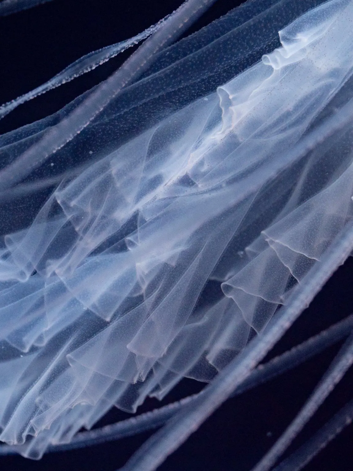 Spica____o0의 理解されない2人