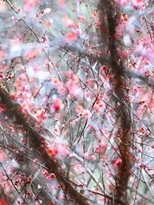 OrA__의 氷檢梅花