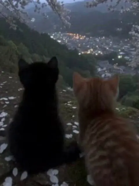 bb_x_b의 猫かぶり