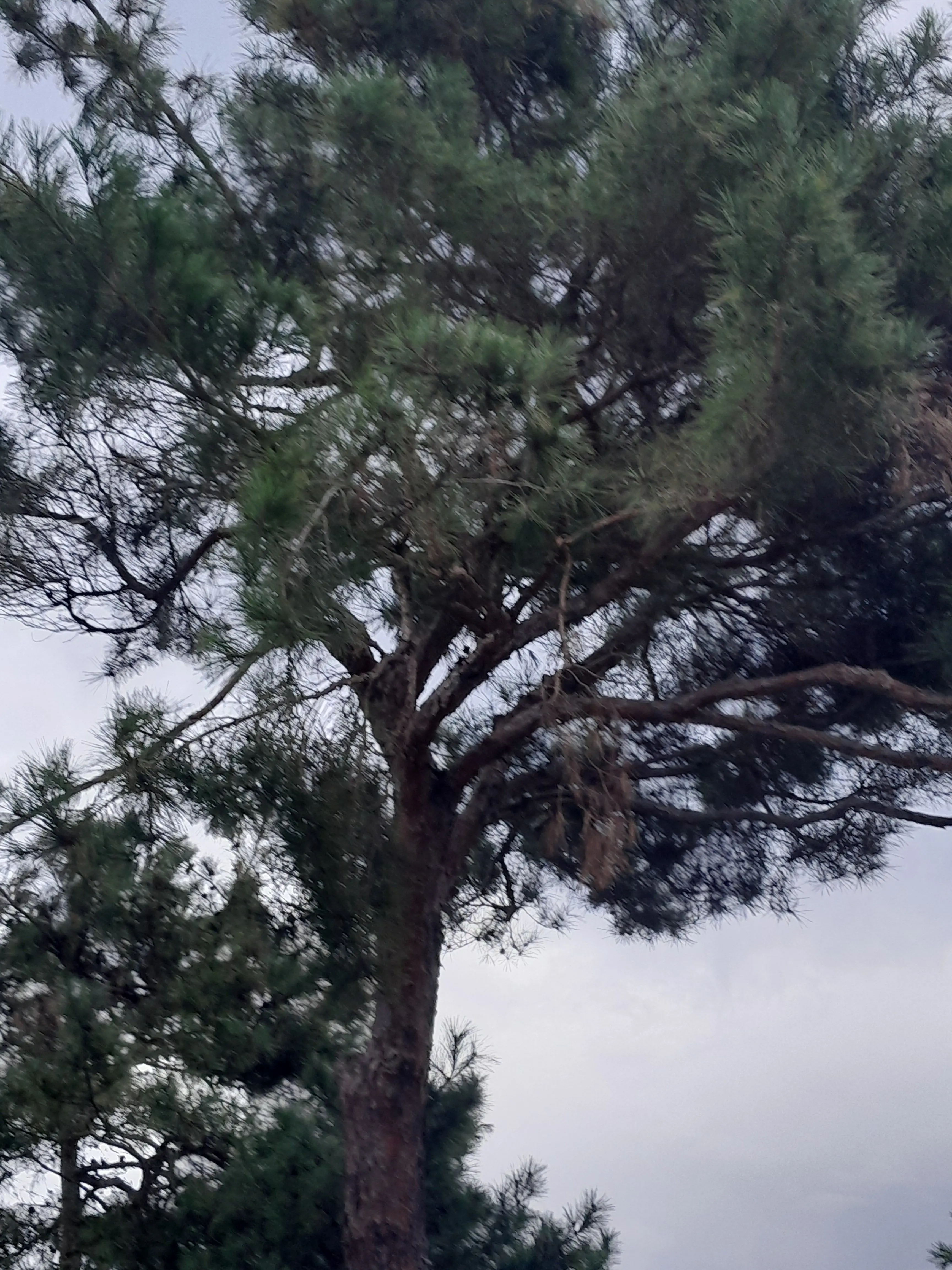 FoulTeam6070의 리레볼루션 초능력중학교 (여우포함)