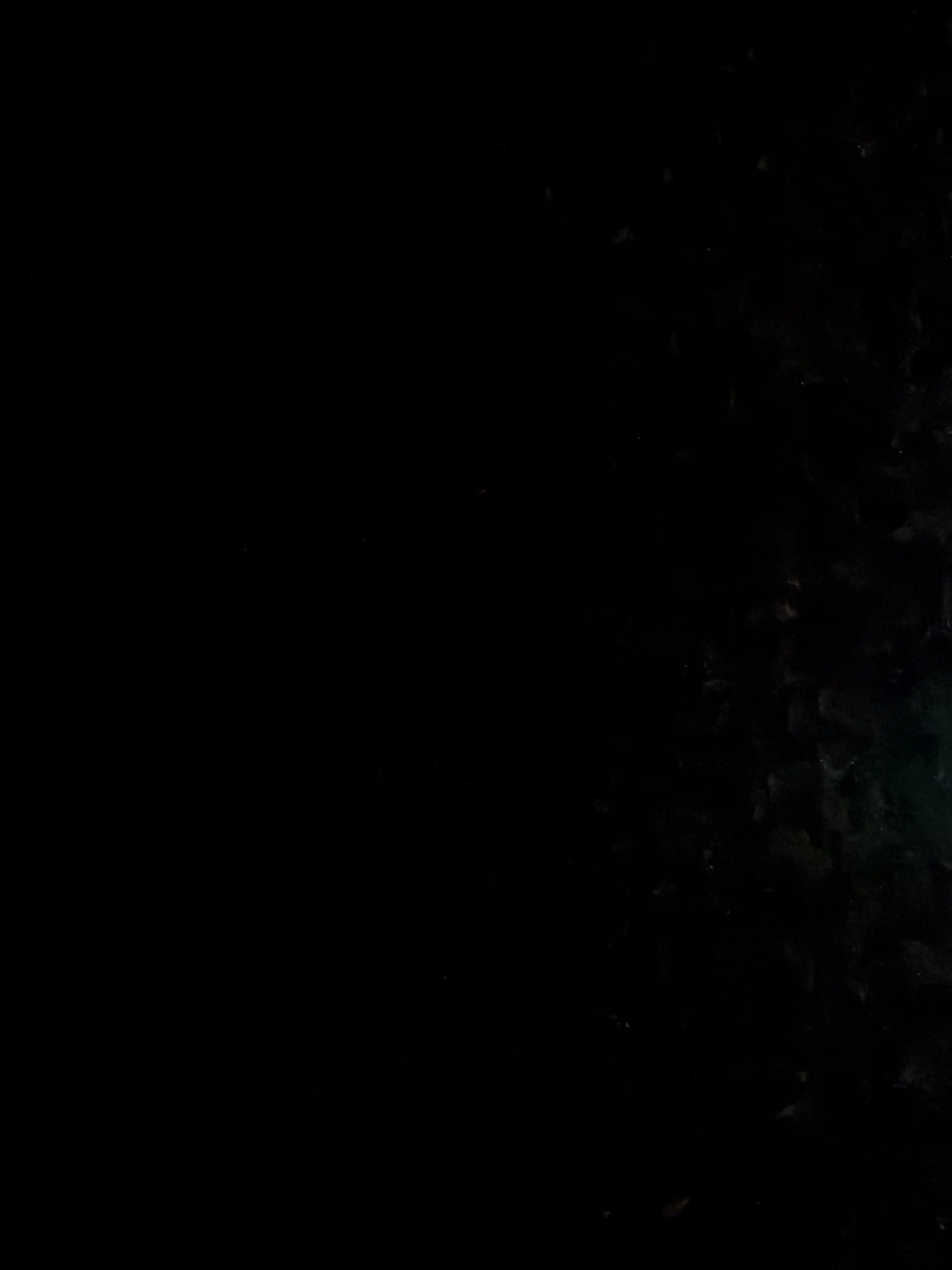 WoodenDhole0162의 흑당과크런치초코칩 남매와같이 지내기