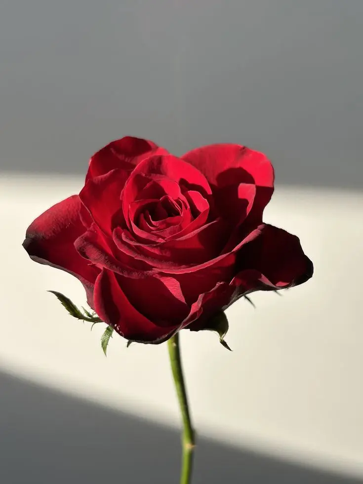 KeenGlobe4411의 1215