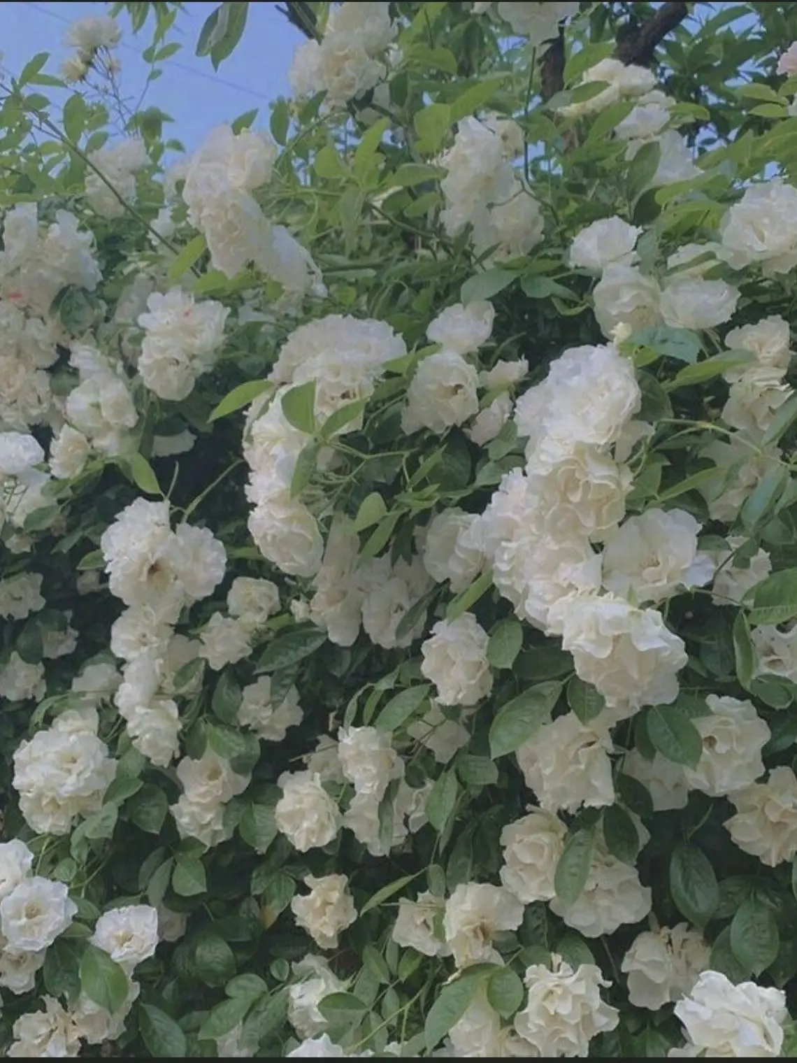 NoisyWolf9978의 {팬텀하츠} - [전멸?!]