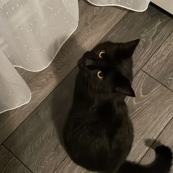 Plavelist의 설렜냐?