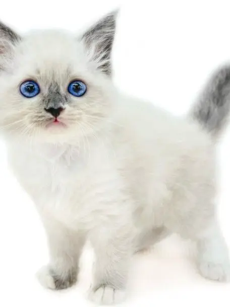 geiry_kmi의 ゲイリーは片思い（ラグドール）