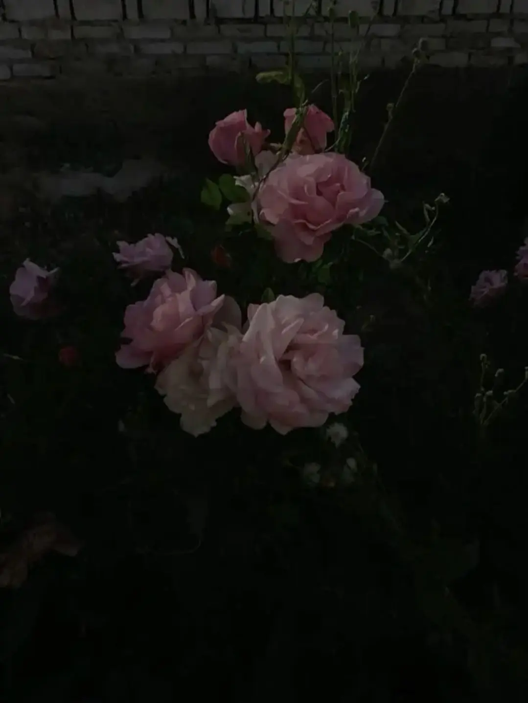 Paradise_001의 ︎ ︎ ︎ ︎ ︎