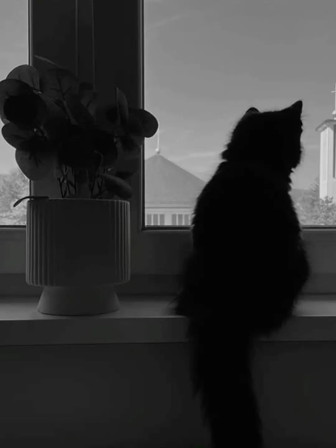 NRHS1121의 A Cat's Special Season