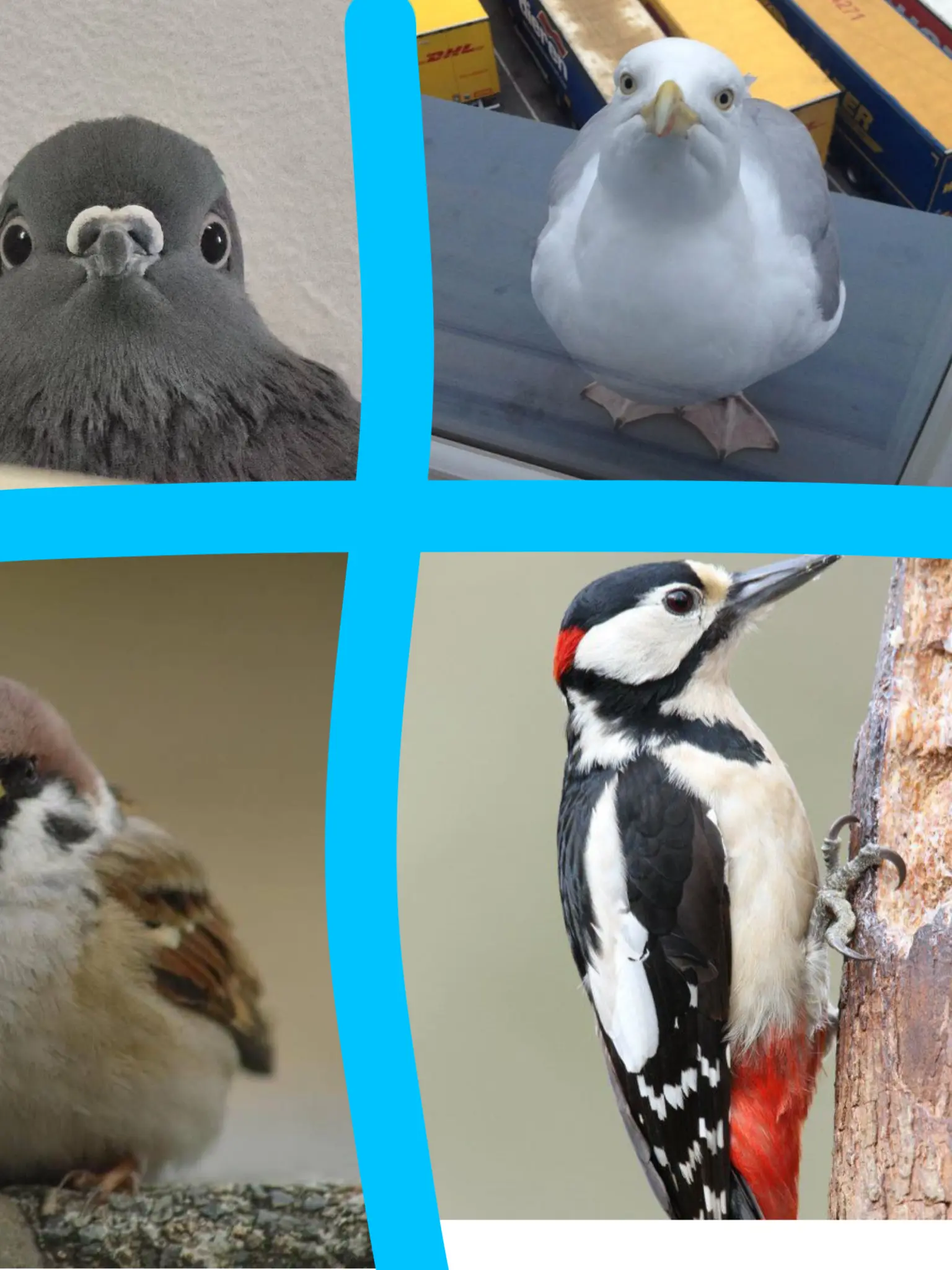 Hunek의 비갈참딱