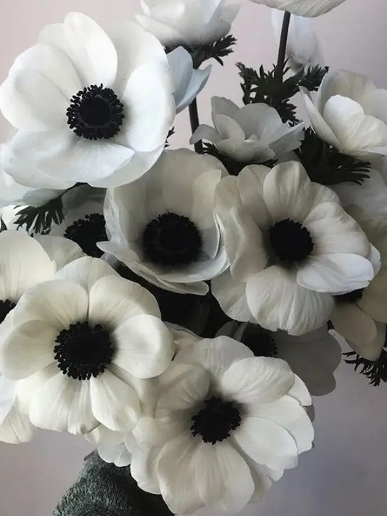 NoONoNooOo의 「녀석과 닮은, 우연처럼 찾아온 너」