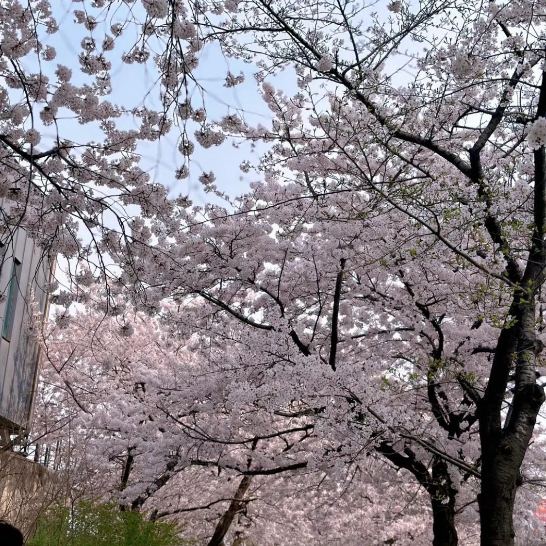 미췬넘즈와 벗꽃 구경~