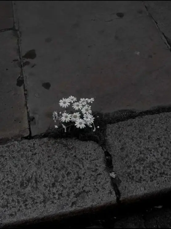 star-7의 평생함께,