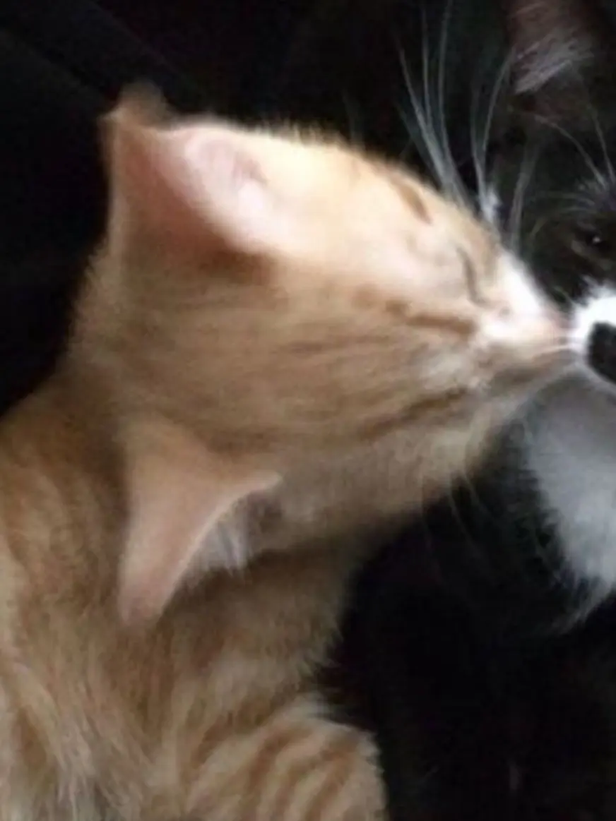 BulkyStamp7077의 솔로입니당