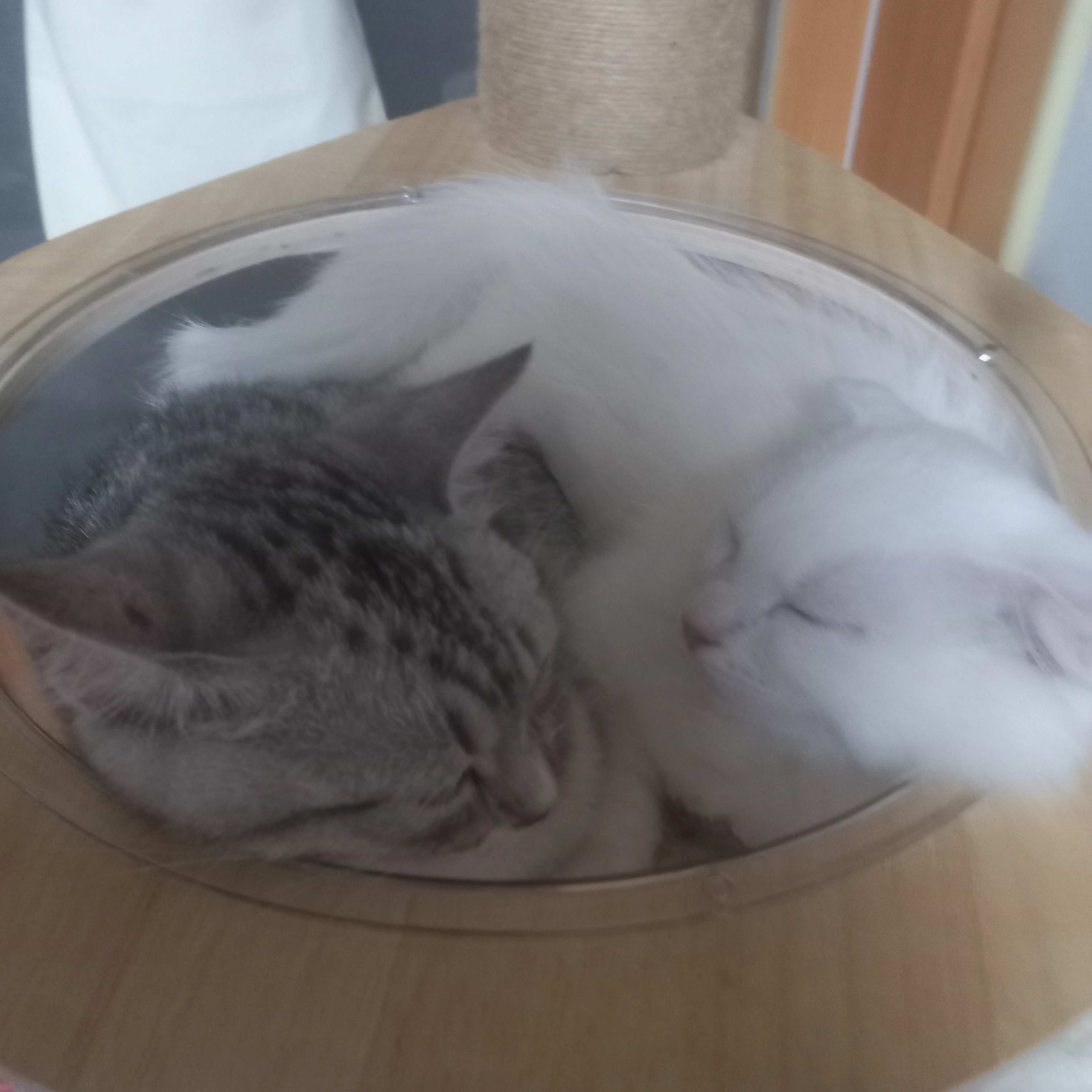 진격의 거인 단톡방