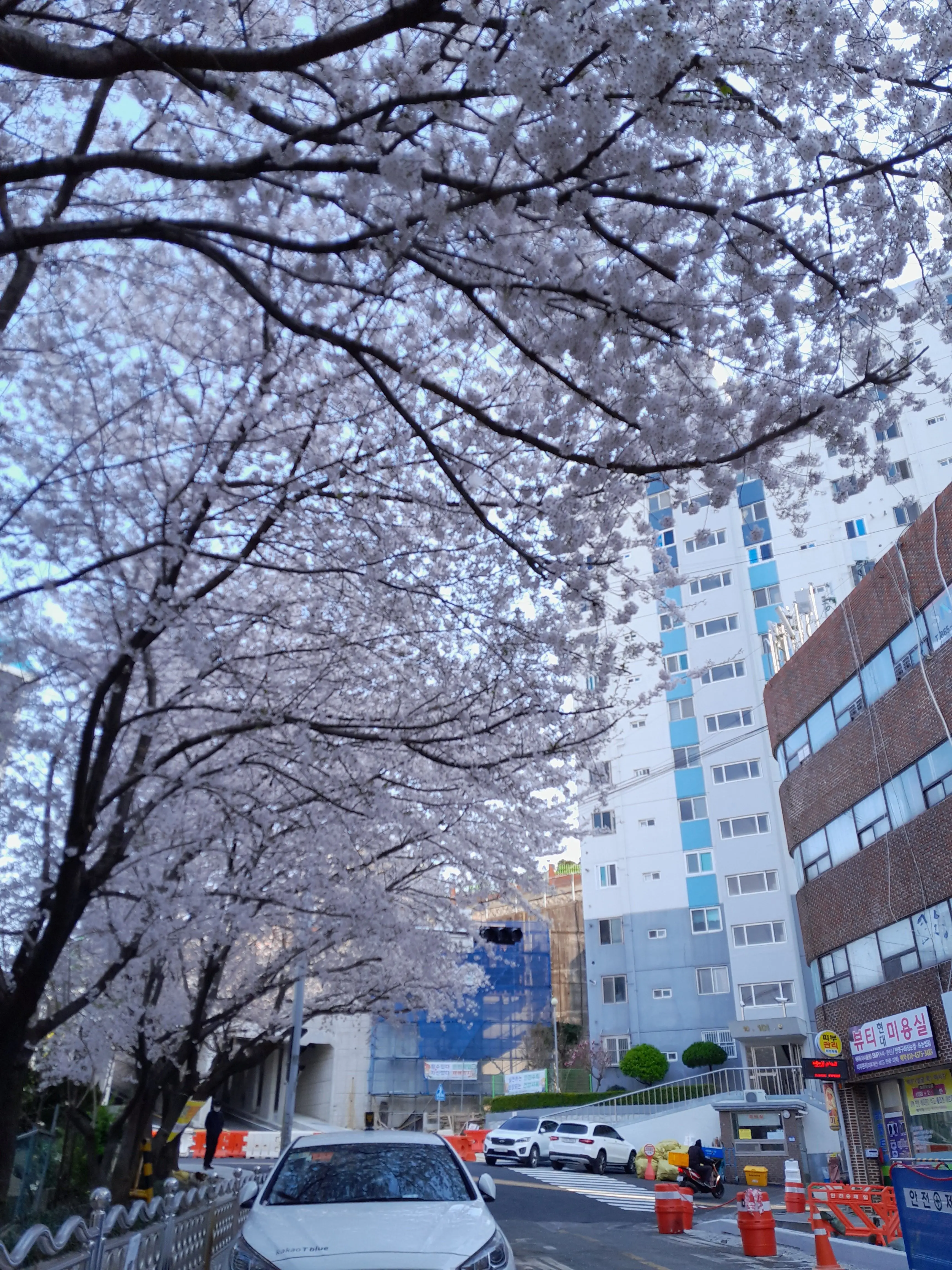Hayo_love의 유기사