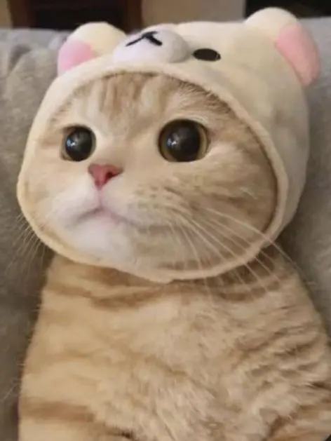 OddRadio4053의 길에서 만난 고양이