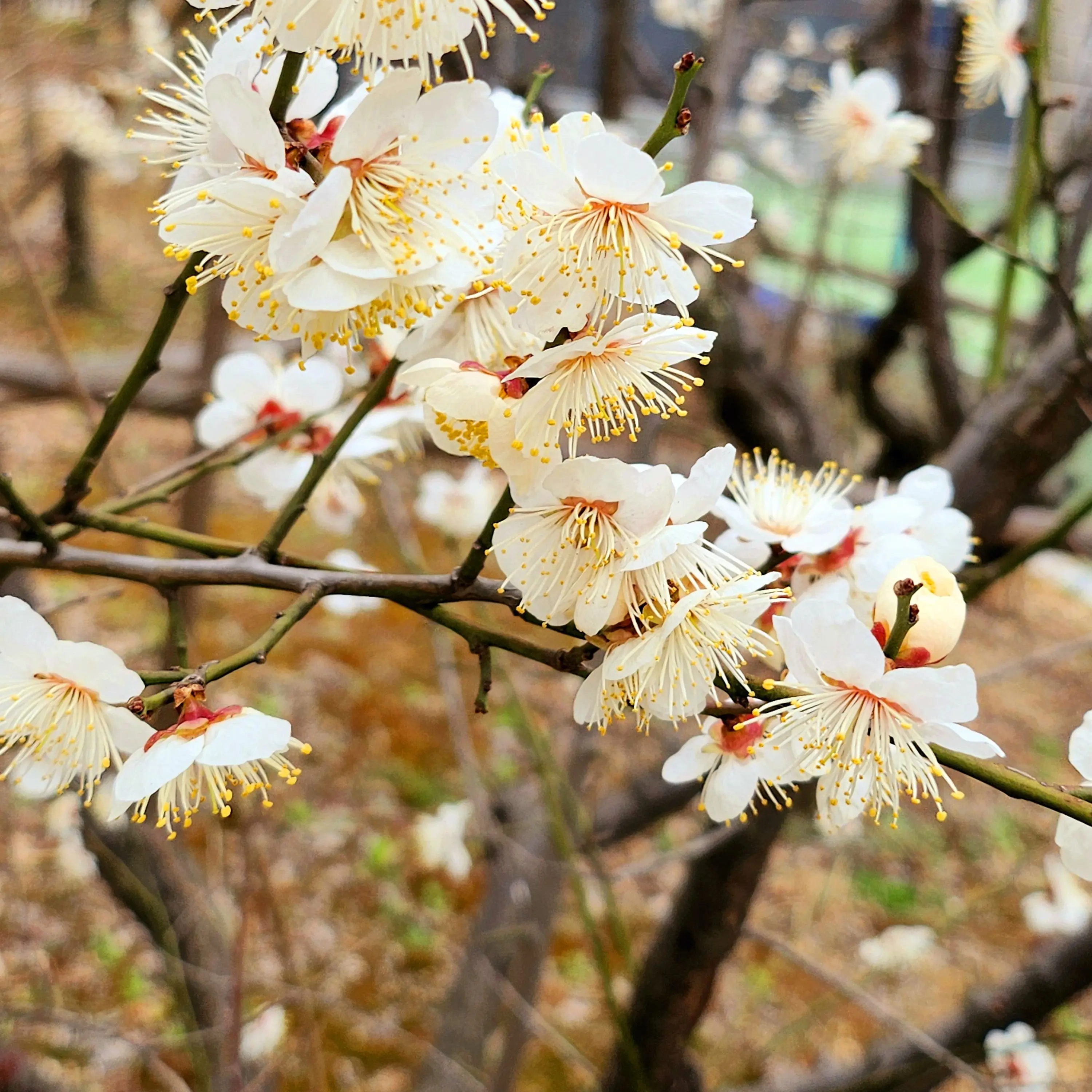 singgonum의 벚꽃, 너, 그리고 나💜🌸